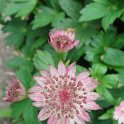 Astrantia major